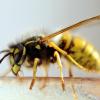 Ein Wespenstich zählt zu den schlimmsten Insektenstichen, die in Deutschland möglich sind.
