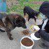 Der Kissinger Tierschutzverein unterstützt Gleichgesinnte, die sich, wie auf diesem Foto zu sehen, in der bosnischen Stadt Zenica um Hunde kümmern. Aufgrund der Corona-Krise ist der Partnerverein in Schwierigkeiten. 	