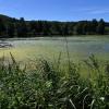Algen haben den Rothsee bei Zusmarshausen in diesem Sommer fest im Griff.