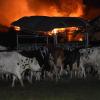 Bei dem Brand im Unterallgäu sind offenbar rund 100 Rinder gestorben.