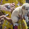 Ein junger Straßenhund wird auf Bali gegen Tollwut geimpft. Mit einer Massenimpfung will man der Krankheit begegnen und eine Debatte um die alternative Tötung der Tiere vermeiden.