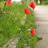 Ruhig mal ein paar Blumen und Gräser stehen lassen - das wünschen sich viele Dasinger