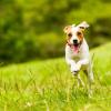 Ein Jack-Russell-Terrier hat beim Wasserschloss im Aichacher Stadtteil Unterwittelsbach offensichtlich vergiftetes Hühnerfleisch gefressen.