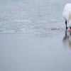 Ein Schwan steht auf einer dünnen Eisdecke eines teilweise zugefrorenen Sees.