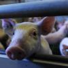 Inzwischen haben 28 Prozent aller Betriebe im Landkreis Donau-Ries mehr als 100 Schweine. Generell wächst der Schweinebestand in Bayern. 	