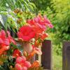 Die amerikanische Klettertrompete ist in Deutschland eine beliebte Gartenblume. Wir haben Pflegetipps und alle Infos zur Trompetenblume für Sie.