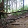 Im Deuringer Forst haben Förster Bäume gefällt – und bei Mountainbikern beliebte Strecken blockiert. 