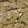Tote Fische und Muscheln liegen im ausgetrockneten Flussbett der kleinen Wörnitz dort, wo die letzten übrig gebliebeben Pfützen ausgetrocknet sind. 