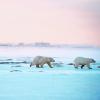 Umwelt-Experten sehen große Gefahren für die ohnehin bedrohten Eisbären, sollte in der Arktis verstärkt nach Öl gebohrt werden. 	
