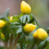 Wer im nächsten Frühjahr eine farbenprächtige Freude wie diese Winterlinge in seinem Garten haben möchte, der sollte jetzt Zwiebel für Frühlingsblumen setzen.