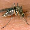 Die Tigermücke zählt zu den Überträgern des Dengue-Fiebers.