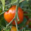 Symboldbild: Tomaten im Weltraum züchten? Forscher wollen das nun testen.