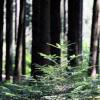 Weißtannen-Setzlinge wurden aus dem Wald zwischen Kreuth und Rothenberg gestohlen.