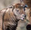 Takin-Mädchen Paulina ist mit ihren drei Wochen schon sehr lebhaft.