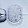 Frauen besitzen Stammzellen für Eizellen. Dies fanden Forscher in Boston heraus.