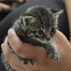 Das ist eines der kleinen Kätzchen, die in den vergangenen Tagen von Donauwörth ins Tierheim Hamlar gebracht wurden. Die überraschenden Neuzugänge stellten die Einrichtung vor eine große Herausforderung.