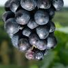 Weintrauben der Sorte Zweigelt – ihr Name ist umstritten.