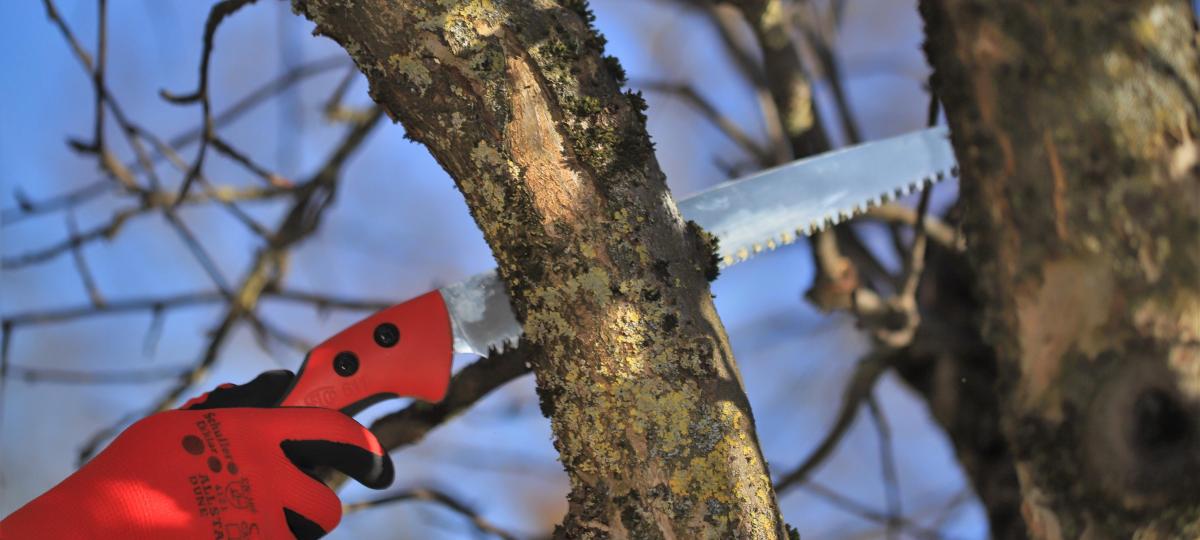 Baumpflegearbeiten entlang des Wolfmüller-Weges und  Schanzweges