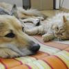 Hunde und Katzen sorgen trotz Corona-Pandemie bei vielen für schöne Momente.