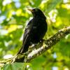 Die Amsel gehört zu den bekanntesten Vögeln überhaupt. Bis zu zehn Prozent des gesamten Vogelbestandes in Deutschland verendet Expertenschätzungen zufolge nach der Kollision mit Glasscheiben.  