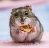 Hamster können deutlich mehr als zehn Prozent ihres eigenen Körpergewichts in ihren Backentaschen tragen.