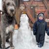 Der Enkel von Nicole Graf-Roth aus Gundelfingen und ihr Hund sind immer ein tolles Fotomotiv: rechts Julius mit seinem Kumpel, dem irischen Wolfshund Konnor. Das dazwischen sollte ein Schneehund werden. 	Foto: x
