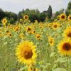 Rund um Friedberg wachsen viele Sonnenblumen und andere Wildblumen. Die Stadt hat auf zwei Hektar Blühstreifen angelegt. 