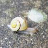 Schnecken ins Gesicht: Schneckenschleim gegen Hautalterung