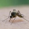 Die Zahl der Mücken war wegen des trockenen Sommers gering. Doch das könnte sich bald ändern. 