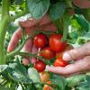 Die meisten Tomaten im Tomatenmark wachsen in Italien. 