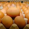 Ein Ei mit aufgedrucktem Verfallsdatum liegt quer auf einer Palette voll mit Eiern in Eierkartons. 20 Millionen Tonnen Lebensmittel werden jährlich in Deutschland weggeschmissen. dpa