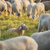 Ein Unbekannter hat ein Schaf mit einem Messer getötet.