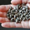 Samen des Rizinus oder Wunderstrauchs (Ricinus communis): Das daraus gewonnnen Rizin kann schon in geringer Konzentration tödlich sein.