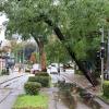 Nach dem Unwetter wird der entwurzelte Baum am Curt-Frenzel-Stadion entfernt. 