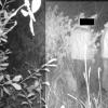 Mit den Fotos einer Wildtierkamera fahndete die Polizei vor zwei Jahren nach den Männern, die sich im Pfaffenhausener Moos an den Cannabis-Pflanzen zu schaffen gemacht hatten. Doch wer hat den Hanf gepflanzt? 