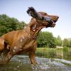 Abkühlung im See - nicht an allen Badeseen in der Region dürfen Hunde mit ins Wasser. An manchen sind sie nicht einmal am Wasser geduldet.