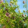 Die Luzerne, auch Alfalfa genannt, wird in der Landwirtschaft als Futtermittel verwendet. Die Nachfrage nach ihr steigt – auch im Ries. Die violetten Blüten lassen sich wohl ab Mai wieder bewundern.