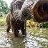 Tuchfühlung mit Elefanten: Auf der Jagd nach solchen Bildern wollen manche Touristen den Tieren möglichst nahe kommen.