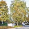 Wer von Oberbechingen nach Wittislingen fährt, kann die ortsprägenden Bäume dort nicht übersehen. Für diese macht sich der neu gegründete Arbeitskreises „Grün ist Leben“ stark.  