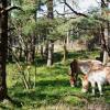 In einem Teil des Augsburger Stadtwalds grasen seit Jahren Wildpferde. Das Beweidungsprojekt ist auch bei Spaziergängern beliebt.