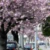 Die Kirschbäume in der Ulmer Straße sind ein rosa Hingucker. 