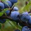 Herbstfrüchte am Wegesrand sind doch etwas Wunderbares: Auch aus den blauschwarzen Beeren der Schlehe lässt sich einiges machen. 