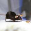 Forscher haben Mäusen menschliches Blut aus der Nabelschnur injiziert. Das verbesserte die Gedächtnisleistung der beobachteten Nager.