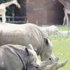 Nashörner und Giraffen sind die Stars auf dem Afrika-Panorama des Zoos, der sein 75-jähriges Jubiläum am Wochenende mit großem Programm feiert.  