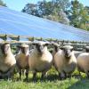 Schafe beweiden den Solarpark, zum Beispiel wie hier in Pfaffenhofen/Glonn (Landkreis Dachau). Sie halten das Gras kurz zwischen den einzelnen Modulen. Mit Maschinen wäre die Pflege umständlicher und aufwendiger.