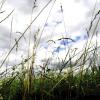 Der Naturschutzbeirat soll die Stadt beraten, etwa wenn es um die Königsbrunner Heide (Bild) geht. Doch jetzt gibt es eine Verzögerung bei der Berufung seiner Mitglieder.