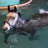 Therapeutisches Schwimmen für Pferde. Pferd Karl fühlt sich im Pferdeschwimmbad von Dr. Stefan Rattenhuber in Dießen sichtlich wohl. 