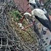 Fünf Eier liegen im Horst auf dem Oberen Tor in Monheim.