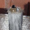 Auf dem Kamin der Höchstädter Sparkasse hat sich ein Storchenpaar niedergelassen, das drei Eier ausbrütet. Das hat in der Stadt für Aufregung gesorgt. 