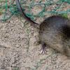 In Dießen sind wieder Ratten unterwegs. In den Seeanlagen wurden bereits erste ungiftige Köder ausgelegt. 